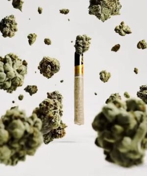Alternative view of Hitz Prerolls ( Solventless Live Rosin )